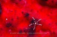 Brittlestar On Sponge. Cayman Islands.