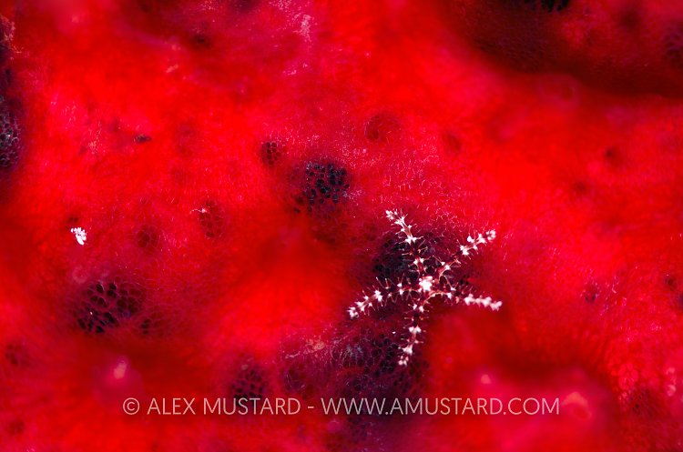 Brittlestar On Sponge. Cayman Islands.