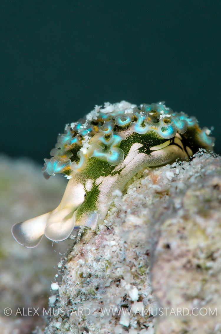 Lettuce Leaf Sea Slug. Cayman Islands.