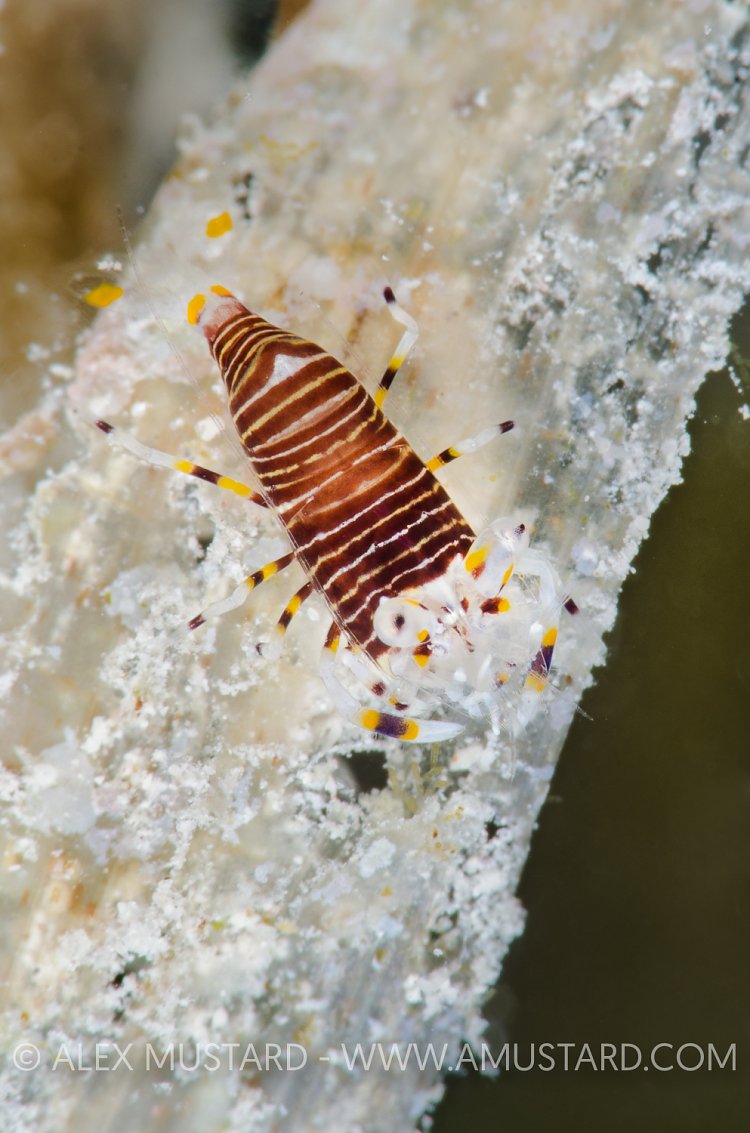 Bumblebee Shrimp. Cayman Islands.