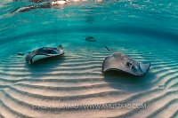 Southern Stingrays. Cayman Islands.