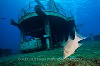 Giant Hogfish On Kittiwake. Cayman Islands.