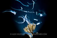 Bar Jacks Hunting. Cayman Islands.