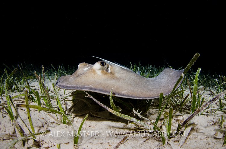 Southern Stingray At Night. Cayman Islands.