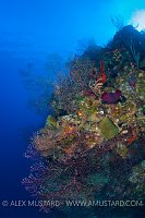 Reef Wall. Grand Cayman.
