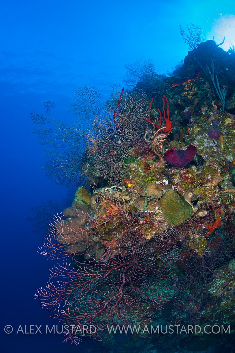 Reef Wall. Grand Cayman.