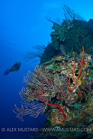 Reef Wall. Cayman Islands