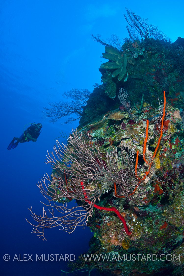 Reef Wall. Cayman Islands