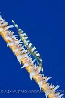 Wire Coral Shrimp. Cayman Islands.