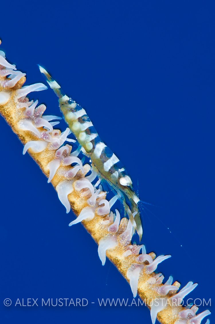 Wire Coral Shrimp. Cayman Islands.