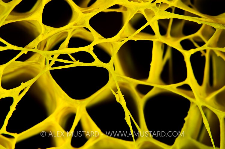 Sponge Detail. Cayman Islands.