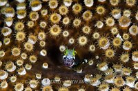 Secretary Blenny In Zoanthids. Cayman Islands.