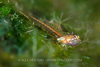 Triplefin In Algae. Cayman Islands.