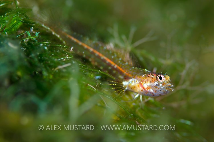 Triplefin In Algae. Cayman Islands.