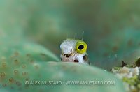 Secretary Blenny. Cayman Islands