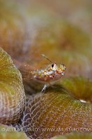 Triplefin On Coral. Cayman Islands.