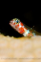 Orangesided Goby. Cayman Islands.