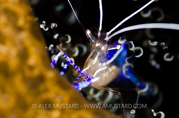 Pederson's Cleaning Shrimp. Cayman Islands.