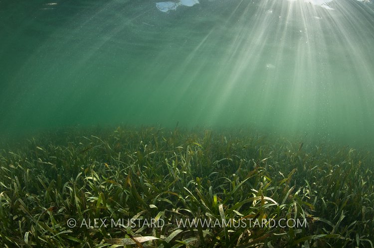 Turtle Grass Meadow. Cayman Islands.