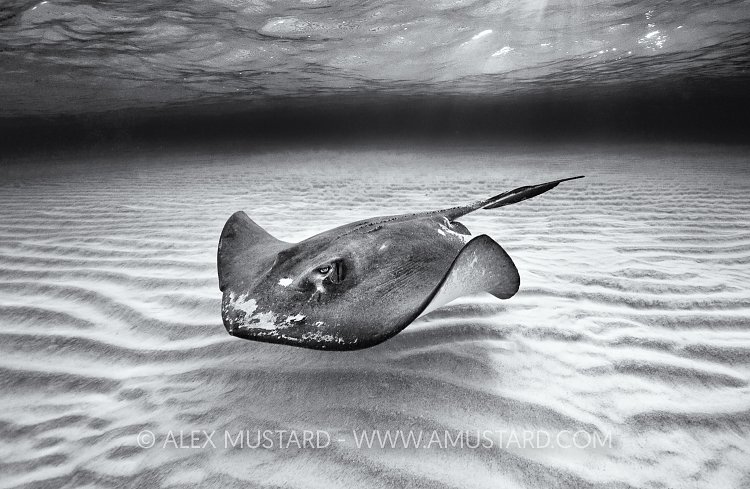 Southern Stingray. Cayman Islands.