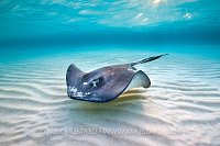 Southern Stingray. Cayman Islands.