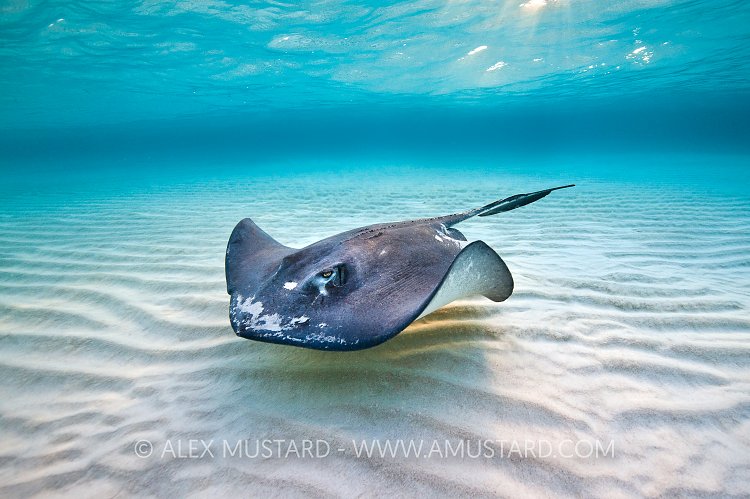 Southern Stingray. Cayman Islands.