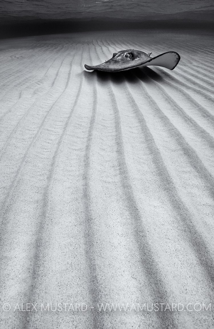 Southern Stingray. Cayman Islands.