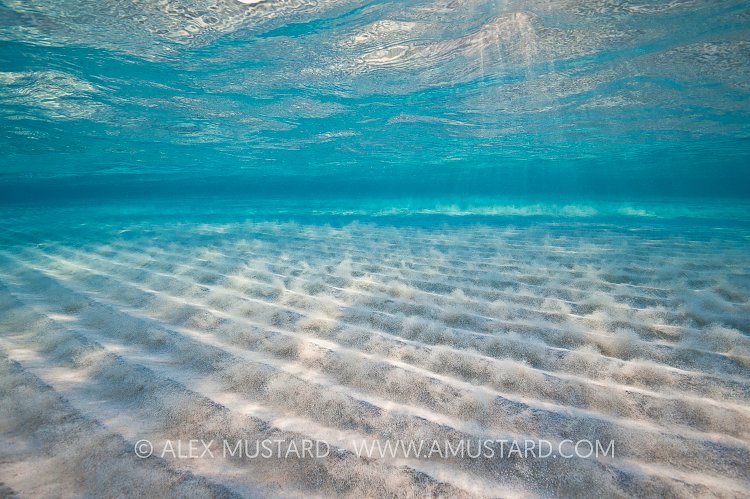 Sand Ripples Moving. Cayman Islands.