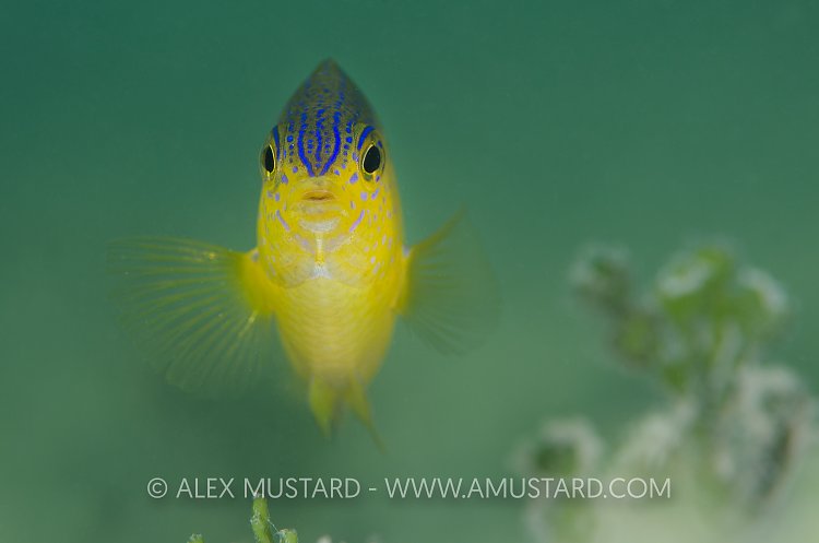 Beaugregory. Cayman Islands