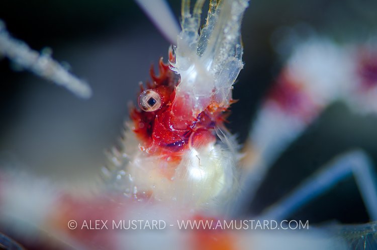 Banded Coral Shrimp Face. Cayman Islands.