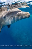 Dolphin At The Surface. Cayman Islands