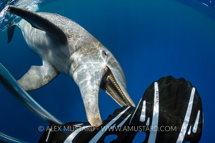 Lone Dolphin. Cayman Islands