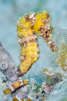 Yellow Seahorse Portrait. Cayman Islands.