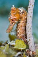 Orange Seahorse. Cayman Islands.