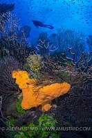 Diver Above Rich Reef. Cayman Islands.