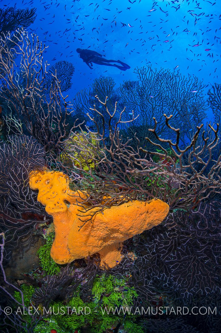 Diver Above Rich Reef. Cayman Islands.
