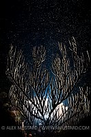 Black Sea Rod Spawning. Cayman Islands