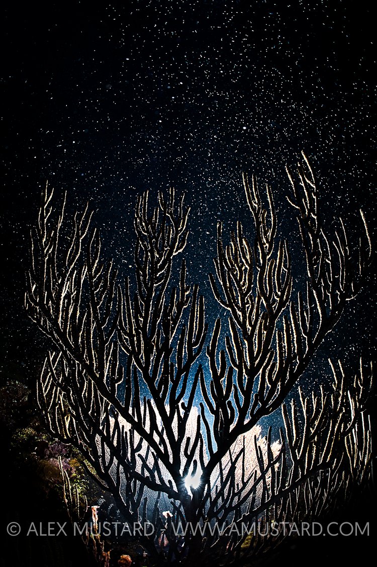 Black Sea Rod Spawning. Cayman Islands