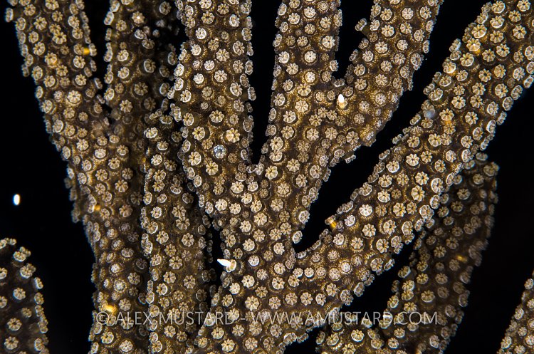 Gorgonian Spawning. Cayman Islands