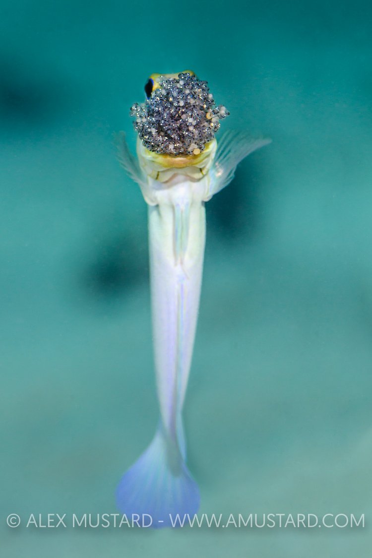 Good Father. Cayman Islands