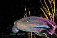 Octopus In Coral Spawn. Cayman Islands.
