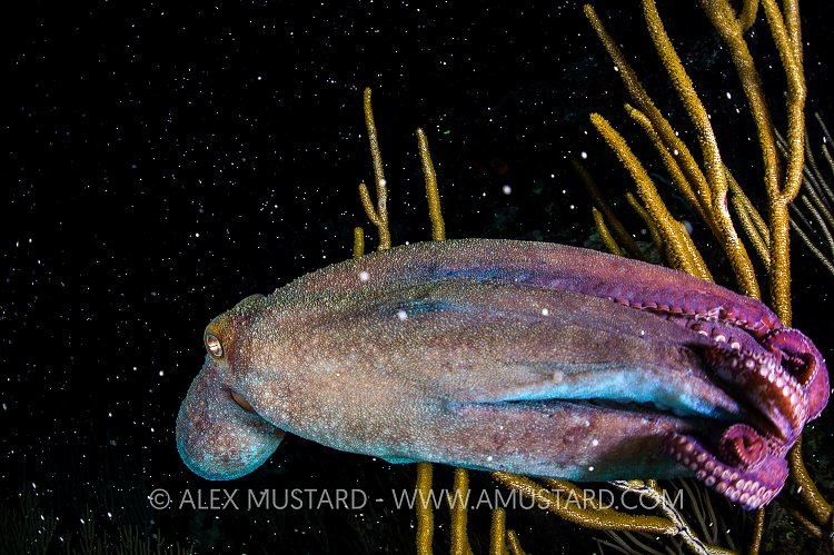 Octopus In Coral Spawn. Cayman Islands.