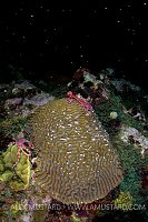 Brittlestars On Spawning Coral. Cayman Islands