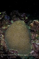 Brain Coral Spawning. Cayman Islands.