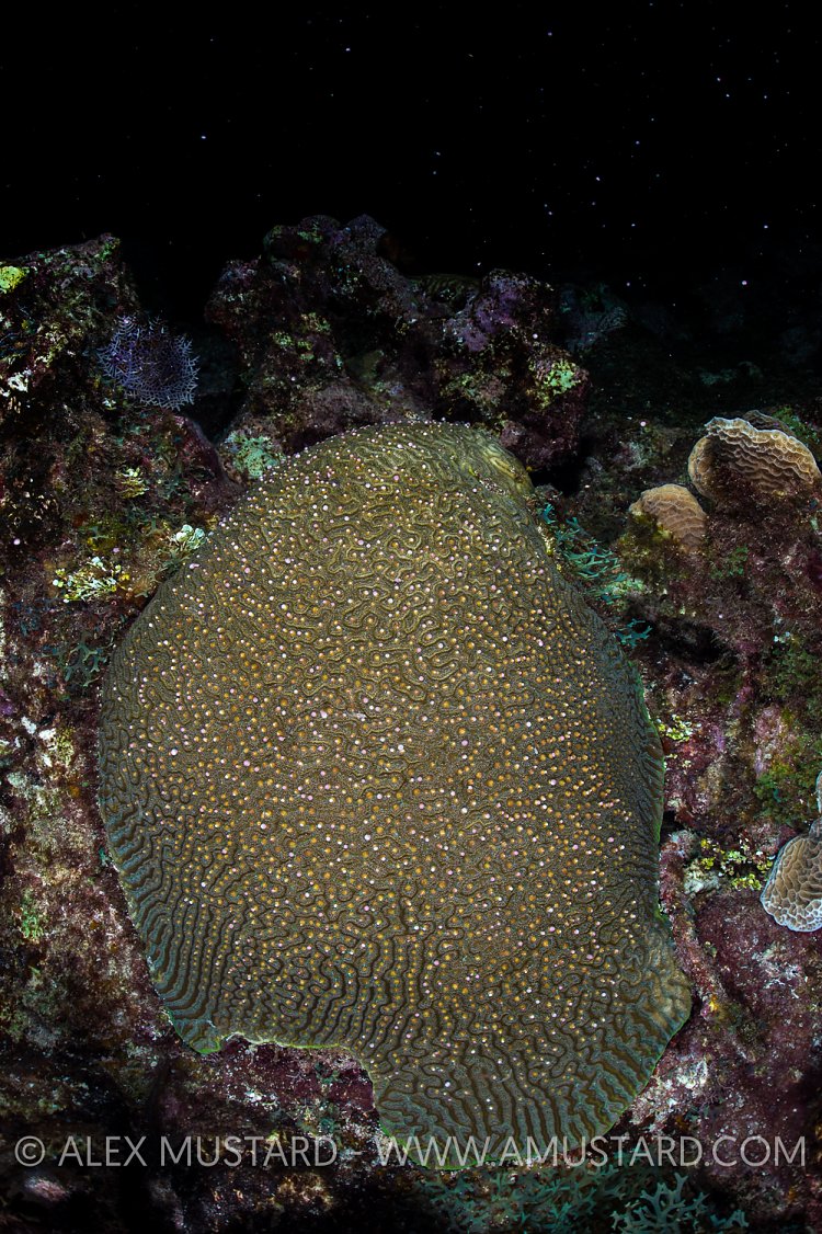 Brain Coral Spawning. Cayman Islands.