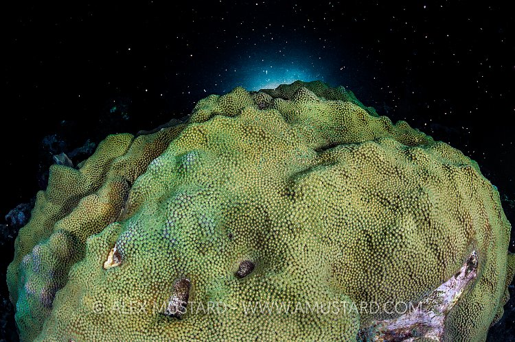Star Coral Prepares To Spawn. Cayman Islands.