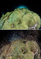 Star Coral Spawning. Cayman Islands.