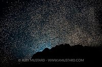 Backlit Coral Spawning. Cayman Islands