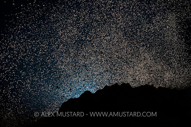 Backlit Coral Spawning. Cayman Islands