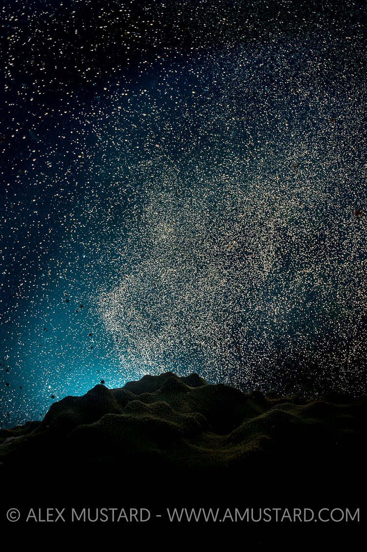 Starry Night. Cayman Islands.